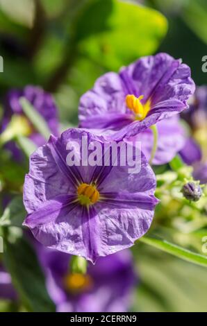 Lycianthes rantonnetii, noto come bush di patate blu o paralume Paraguay, fiore blu-viola con occhio giallo, petali tromba, Germania, Europa occidentale Foto Stock