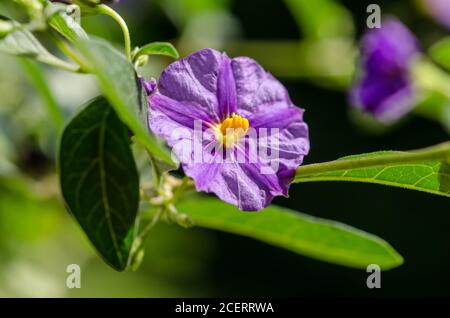 Lycianthes rantonnetii, noto come bush di patate blu o paralume Paraguay, fiore blu-viola con occhio giallo, petali tromba, Germania, Europa occidentale Foto Stock