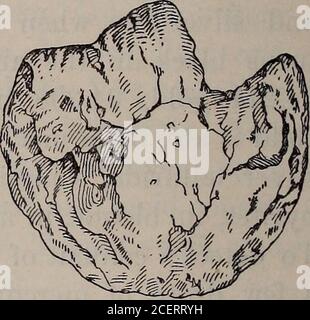 . Il Field-book e la guida del prospettore nella ricerca e nella facile determinazione di minerali e altri minerali utili. Fino alla quantità di lega; durezza da 2.5 a 3.0. È l'unico minerale giallo malleabile che si trova allo stato tenaturale. Il suo colore varia da pallido a giallo scuro. In alcune località, come in New South Fig. 39. Foto Stock