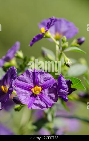 Lycianthes rantonnetii, noto come bush di patate blu o paralume Paraguay, fiore blu-viola con occhio giallo, petali tromba, Germania, Europa occidentale Foto Stock