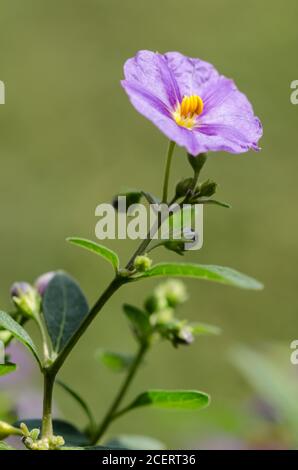 Lycianthes rantonnetii, noto come bush di patate blu o paralume Paraguay, fiore blu-viola con occhio giallo, petali tromba, Germania, Europa occidentale Foto Stock