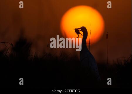 stagno airone e bestiame egret pesca nel laghetto Foto Stock