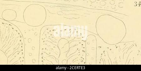 . Gli Annali e la rivista di storia naturale; zoologia, botanica e geologia. ! Foto Stock