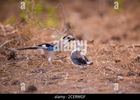 Jay eurasiatico (Garrulus glandarius) che dà lezioni di volo ad un fledglandarius sulla terra fuori del nido. Fotografato in Israele a maggio Foto Stock