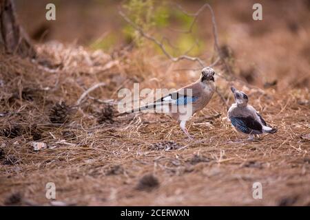 Jay eurasiatico (Garrulus glandarius) che dà lezioni di volo ad un fledglandarius sulla terra fuori del nido. Fotografato in Israele a maggio Foto Stock