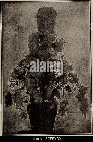 . Semi, bulbi, arbusti : catalogo 1914. GIGANTESCO CANDYTUFT FIORITO CON GIACINTO 47. Foto Stock