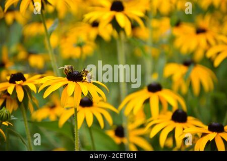 Due piccole api che si nutrono di un fiore in fiore nel mezzo di un campo di rudbeckia giallo, situato in High Park, Londra.