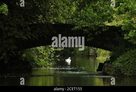 Un cigno sullo stagno di St. Stephens Green durante le forti docce nel centro di Dublino. Foto Stock