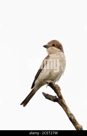 Shrike ( Lanius collurio ), femmina adulta, arroccato su un bastone asciutto, sul suo punto di osservazione preferito, guardando, sfondo pulito, fauna selvatica, UE Foto Stock