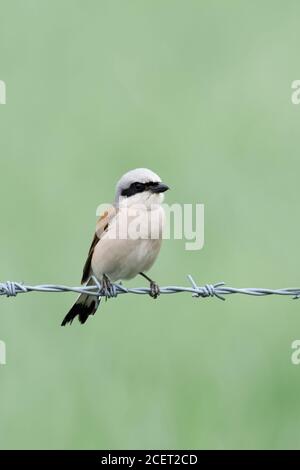 Shrike ( Lanius collurio ) con schienale rosso, maschio e pulcino, arroccato su filo spinato, si prende cura della sua giovane prole, pulito sfondo morbido, wildli Foto Stock