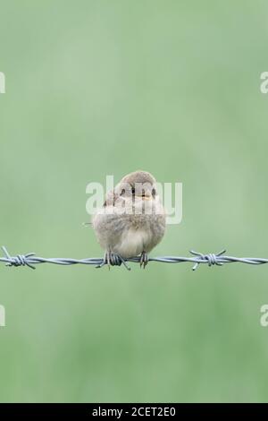 Shrike ( Lanius collurio ) con schienale rosso, maschio e pulcino, arroccato su filo spinato, si prende cura della sua giovane prole, pulito sfondo morbido, wildli Foto Stock