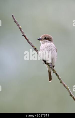 Shrike ( Lanius collurio ), femmina adulta, arroccato sulla cima di un cespuglio, sul suo belvedere, sfondo morbido, vista frontale, fauna selvatica, Europa. Foto Stock