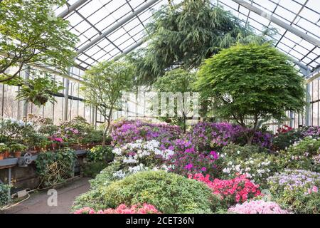 Fioritura di colorate Azalee e alberi tropicali sempreverdi in vecchio Serra di San Pietroburgo Giardino Botanico in giornata di sole con bella luce e. Foto Stock
