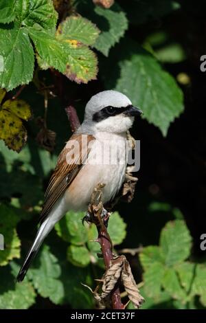 Shrike ( Lanius collurio ), uomo adulto, caratteristico uccello di gerosca, seduto, appollaiato in una siepe di mora, vista laterale dettagliata, fauna selvatica, Foto Stock