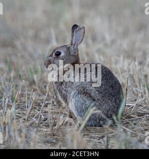 Coniglio / coniglio europeo ( Oryctolagus cuniculus ) seduto in un campo raccolto, guardando, sembra carino, campo stoppie, nelle prime ore del mattino, fauna selvatica, Foto Stock