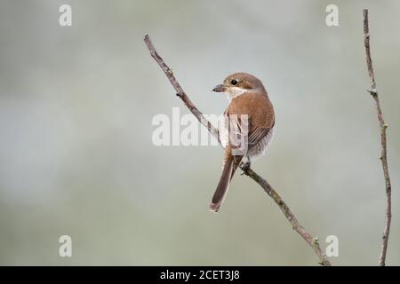 Shrike ( Lanius collurio ), femmina adulta, arroccato su un belvedere, caccia, osservazione di preda, vista sul retro, fauna selvatica, Europa. Foto Stock