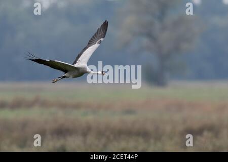 Comuni / Gru Graukranich ( grus grus ), adulti in volo, volare al di sopra di praterie umide, nel tipico ambiente circostante, uccello migratore, fauna selvatica, l'Europa. Foto Stock