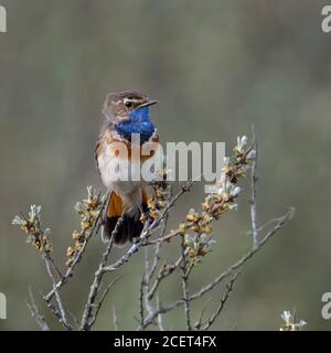 Pettazzurro / Blaukehlchen ( Luscinia svecica ) adulto bianco maschio maculato, appollaiato su seabuckthorn, guardare il comportamento territoriale, della fauna selvatica, l'Europa. Foto Stock