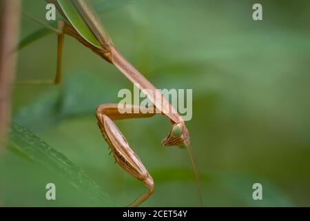 Vista laterale di un grande Mantis cinese pazientemente in attesa di preghiera apatia per vagare nel raggio d'azione. Foto Stock