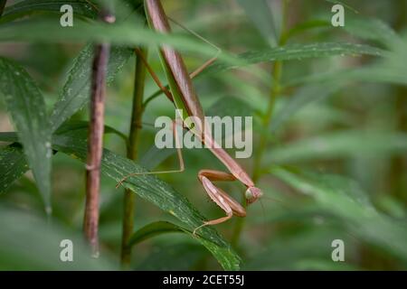 Un grande Mantis cinese attende pazientemente la preghiera senza piaghe per vagare nel raggio d'azione. Foto Stock