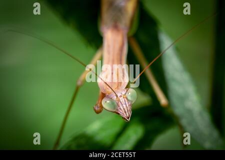 Un grande Mantis cinese guarda in su mentre attende pazientemente per la preghiera happless per vagare nel raggio. Foto Stock