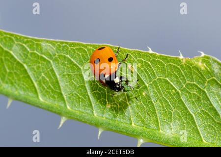 7 spot ladybird (Coccinella septempunctata) mangiare afide, Sussex giardino, Regno Unito Foto Stock