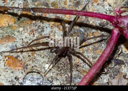 Gigantesco ragno di casa (Eratigena atrica) Sussex Garden, UK Foto Stock