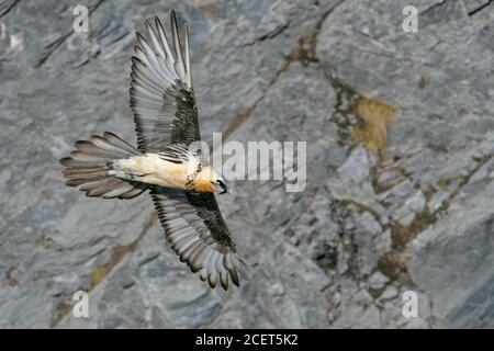 Vulture barbuto / Lammergeier ( Gipaetus barbatus ), ossifrage, in volo, volo, scivolando di fronte a una ripida scogliera di montagna, alpi svizzere, fauna selvatica. Foto Stock