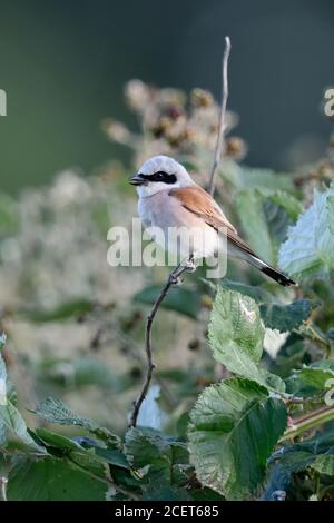 Shrike ( Lanius collurio ), uomo adulto, arroccato su un ramo asciutto, sulla cima di un cespuglio di mora, riposo, canto, stridio, fauna selvatica, Europa. Foto Stock