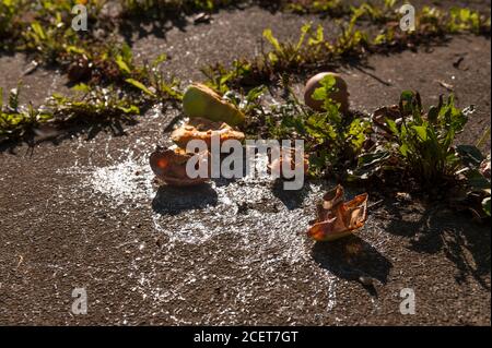Scintillanti tracce di lumache e lumache rimangono solo segni del loro digiuno di mele marcio su lastre di patio sopravsviluppate pieno di erbacce Foto Stock