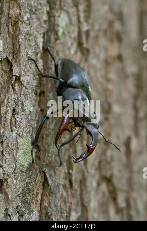 Stag Beetle / Hirschkaefer ( Lucanus cervus ), maschio, impressionante di insetto, salendo verso il basso il tronco di quercia, vista tipica, la fauna selvatica, l'Europa. Foto Stock