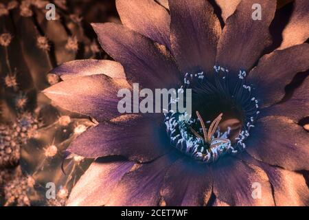 Guide del nettare o marcature della guida del miele fiore di echinopsis ancstrophora cactus aiutano a guidare i pollinatori ai premi del nettare, polline visto sotto UV Foto Stock