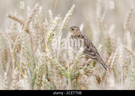 Skylark ( Alauda arvensis ) uccello tipico di terra aperta, arroccato su raccolti di grano, seduto, riposante in un campo di grano maturo, guardando, fauna selvatica, Europa. Foto Stock