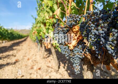 Vista dei vigneti d'uva in Clavijo vicino a Logroño, la Rioja, Spagna Foto Stock