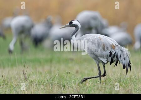 Comune Crane ( Grus grus ), un uccello singolo di fronte a un gregge enorme, a piedi attraverso prateria, un prato, alla ricerca di cibo, vista laterale, fauna selvatica, Europa Foto Stock