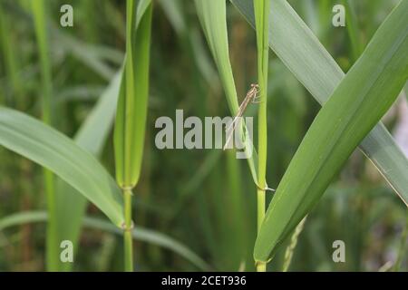 Bianco-damselfly zampe Foto Stock