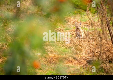 Bella lince in pericolo nell'habitat naturale Foto Stock