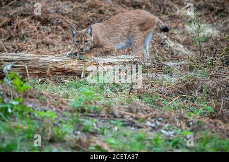 Bella lince in pericolo nell'habitat naturale Foto Stock