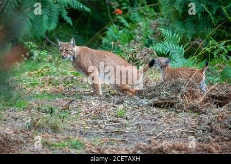 Bella lince in pericolo nell'habitat naturale Foto Stock