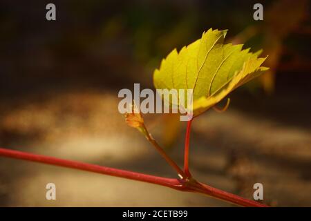 Giovani foglie di uva verde con gambo di borgogna crescono nel giardino soleggiato. Vista in primo piano. Foto Stock