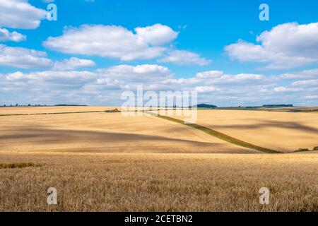 Vista panoramica colorata sulle colline ondulate e sui campi di grano in una giornata soleggiata con nuvole bianche. Foto Stock