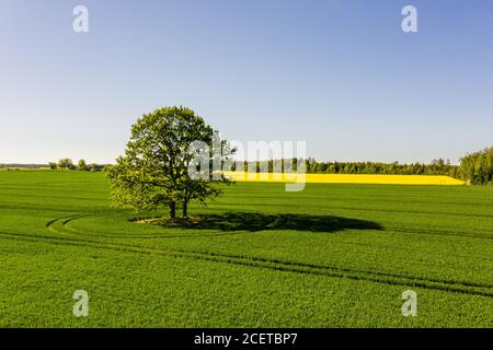 Paesaggio rurale lettone con albero solitario nel mezzo di un campo agricolo verde in una giornata di sole Foto Stock