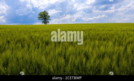 Paesaggio rurale lettone con albero solitario nel mezzo di un campo agricolo verde in una giornata di sole Foto Stock