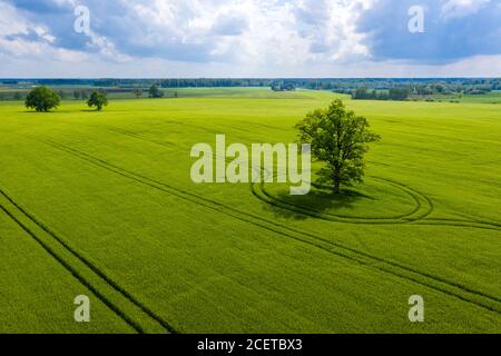 Paesaggio rurale lettone con albero solitario nel mezzo di un campo agricolo verde in una giornata di sole Foto Stock