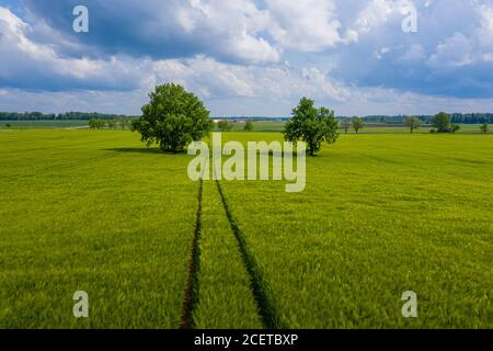 Paesaggio rurale lettone con alberi solitari nel mezzo di un campo agricolo verde in una giornata di sole Foto Stock