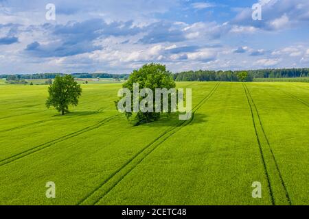 Paesaggio rurale lettone con alberi solitari nel mezzo di un campo agricolo verde in una giornata di sole Foto Stock