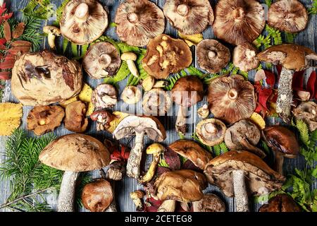 Funghi commestibili Selva assortiti. Modello autunnale. Vista dall'alto. Cibo vegetariano biologico naturale Foto Stock
