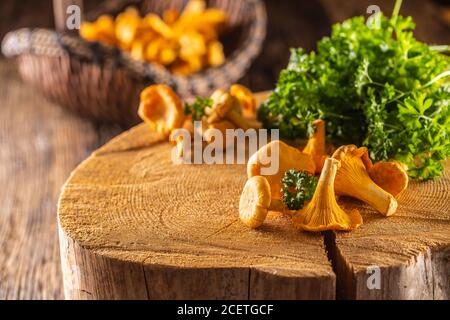 Funghi chanterelles crudi su legno con erbe di prezzemolo Foto Stock