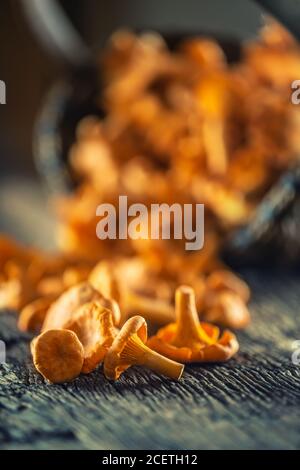 Funghi chanterelles grezzi su legno sparso da un vimini di legno cestino Foto Stock