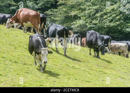 Piccolo gregge di giovani torelli di colori misti, in piedi e guardando inquietante alla macchina fotografica. Per l'industria zootecnica britannica, la carne bovina britannica, l'agricoltura britannica. Foto Stock
